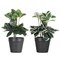Mini Fake Plants Set of 2 Small Faux Plant for Home Table Office Room Desk Bathroom Shelf Kitchen Farmhouse Mantel Decoration